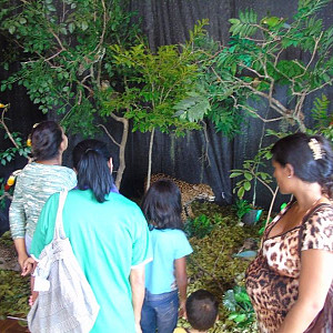 2017_03_01_inauguracao_exposicao_biomas_do_brasil_e_a_defesa_da_vida_4_20170302_1342322096 2227 800 600 80 rd 255 255 255