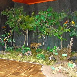 2017_03_01_inauguracao_exposicao_biomas_do_brasil_e_a_defesa_da_vida_4_20170302_1696574232 2229 800 600 80 rd 255 255 255